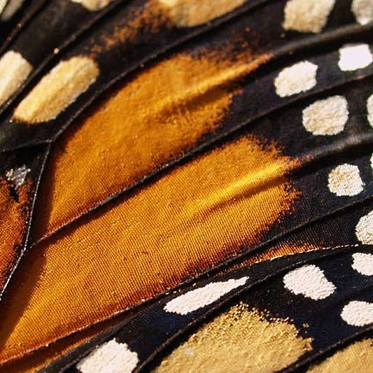 GROWING WINGS
